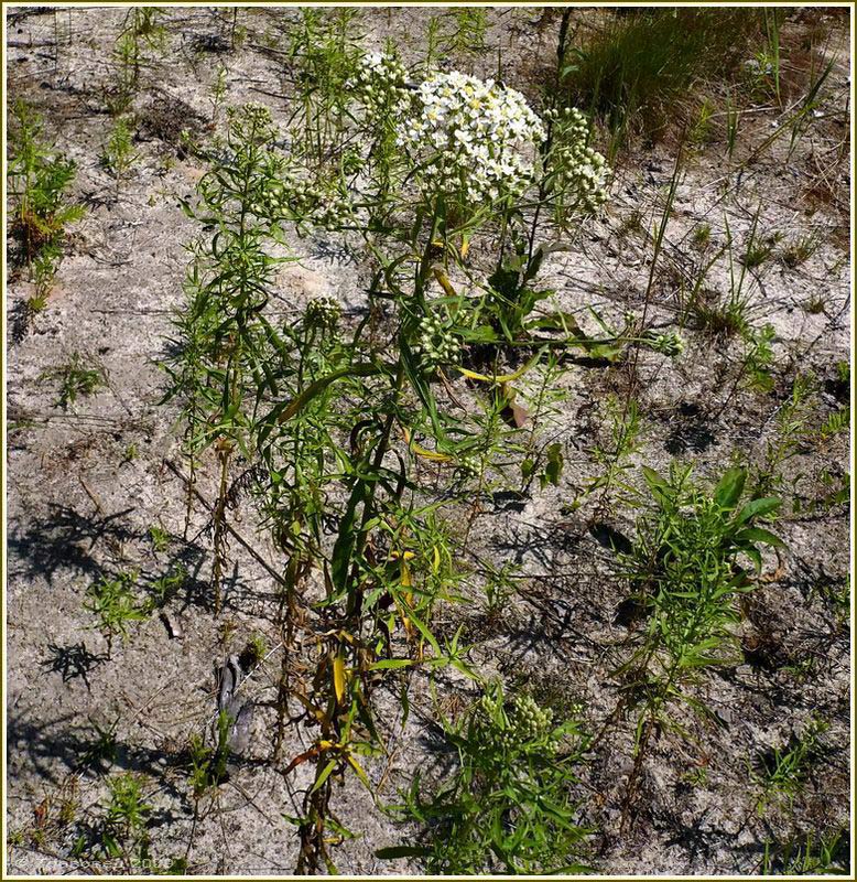 Image of Achillea cartilaginea specimen.