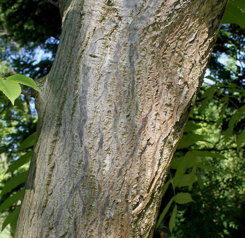 Image of Juglans mandshurica specimen.