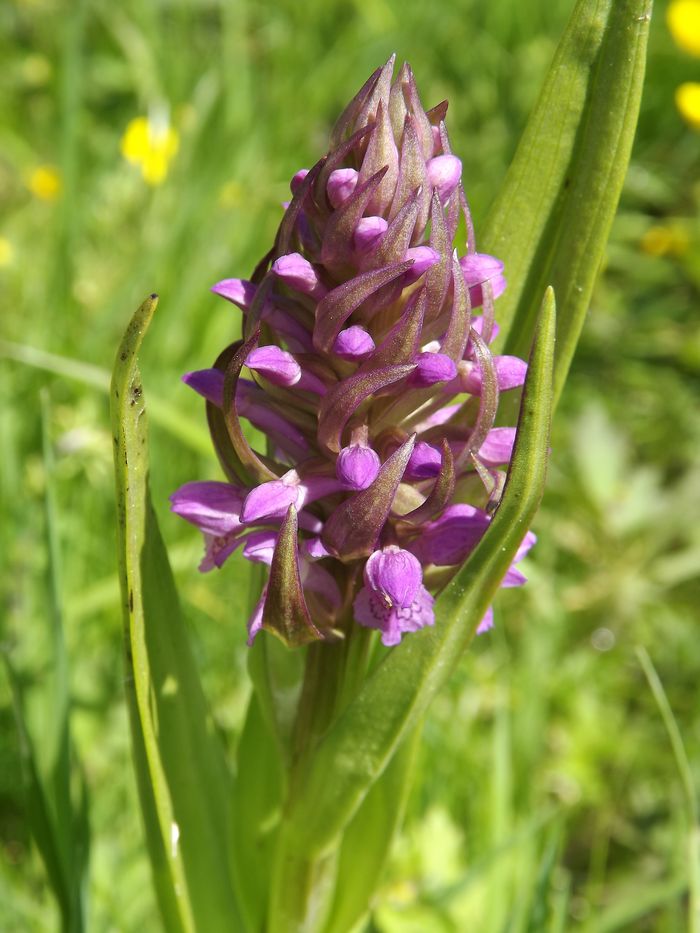 Image of Dactylorhiza incarnata specimen.