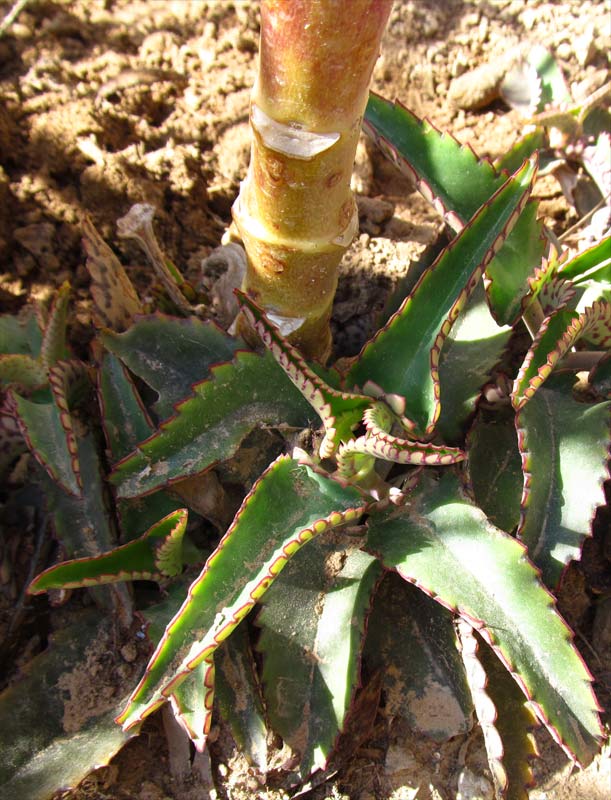 Image of Kalanchoe daigremontiana specimen.