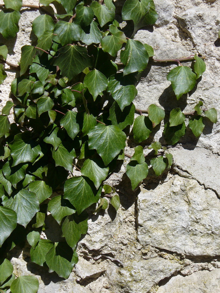 Изображение особи Hedera helix.