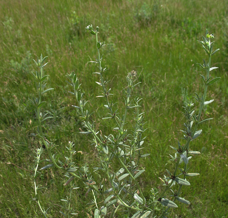 Image of Buglossoides arvensis specimen.