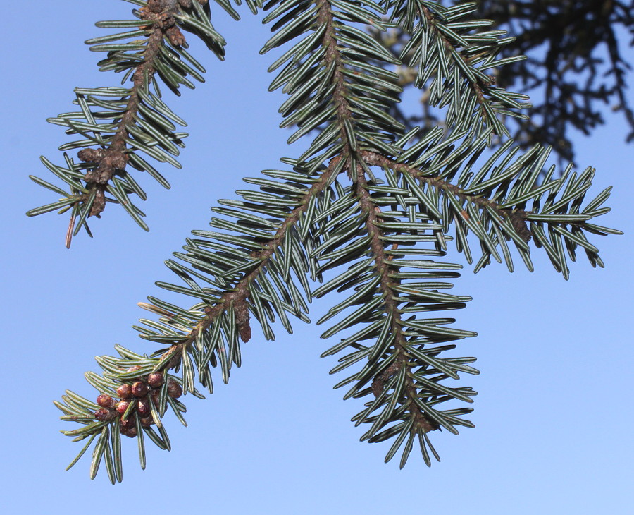 Image of Abies cephalonica specimen.