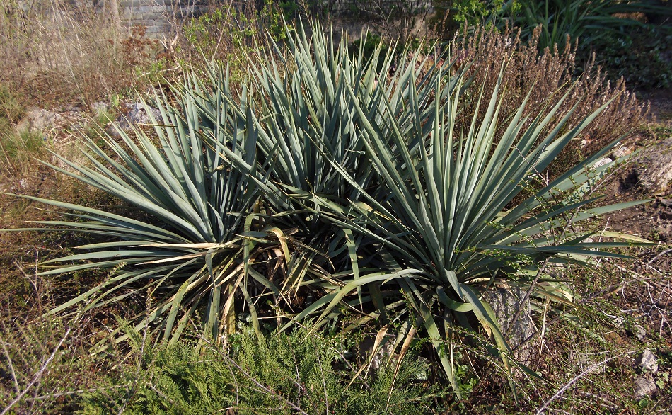 Image of genus Yucca specimen.