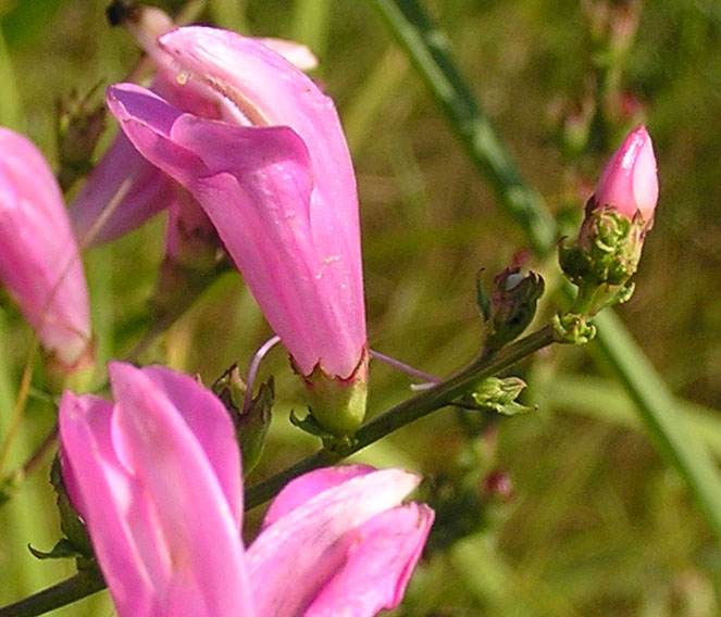 Image of Pedicularis grandiflora specimen.