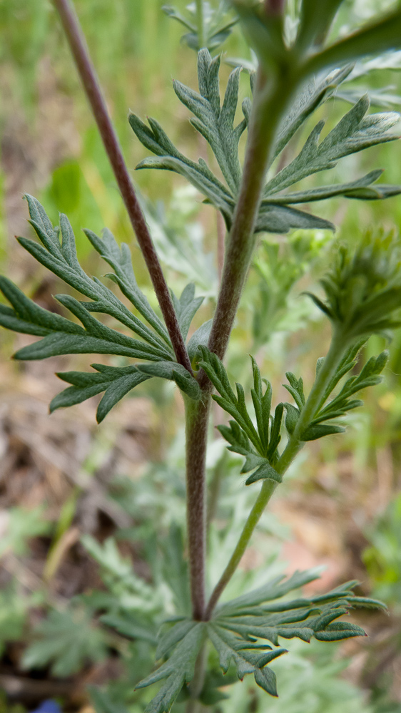 Изображение особи Potentilla argentea.