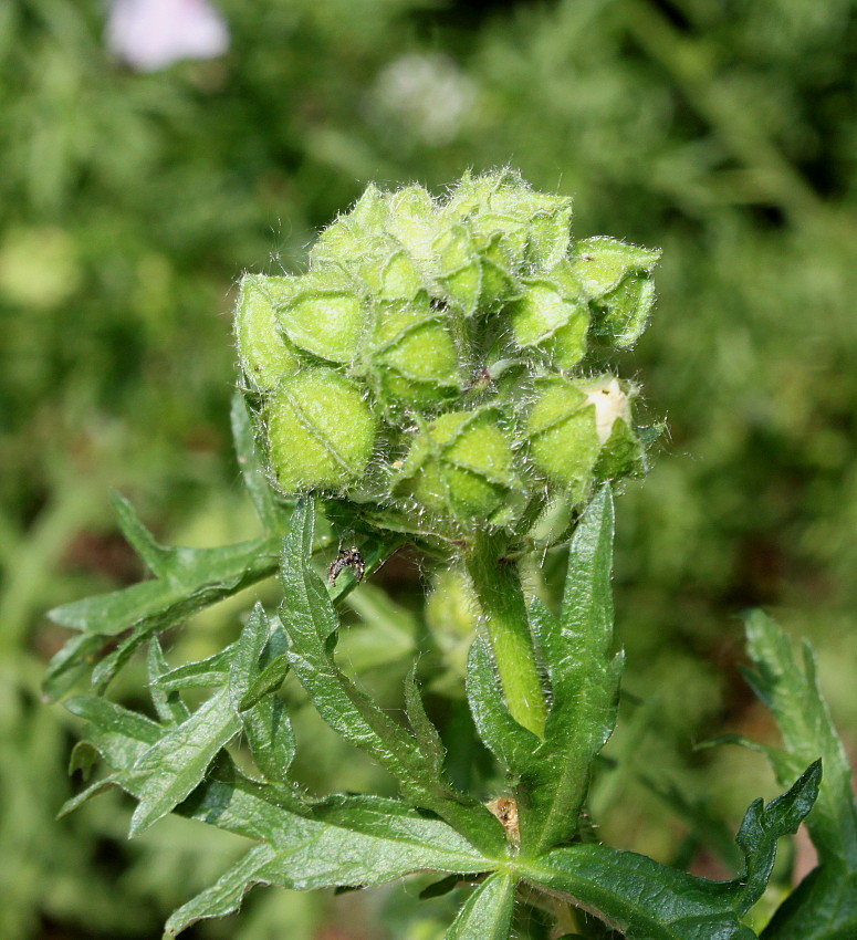 Image of Malva moschata specimen.