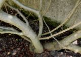 Rhamnus subspecies fallax