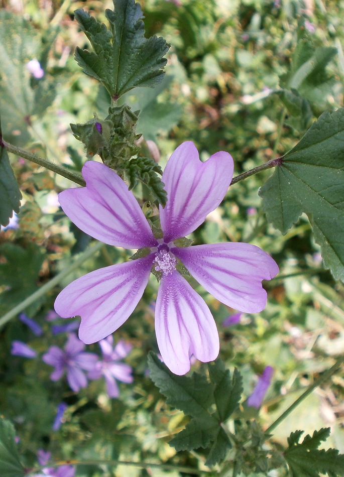 Image of Malva erecta specimen.