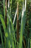 Typha latifolia. Верхушки листьев и соплодия с остатками мужских соцветий. Украина, г. Запорожье, балка между Космическим мкрн. и Опытной станцией, ручей. 05.07.2014.