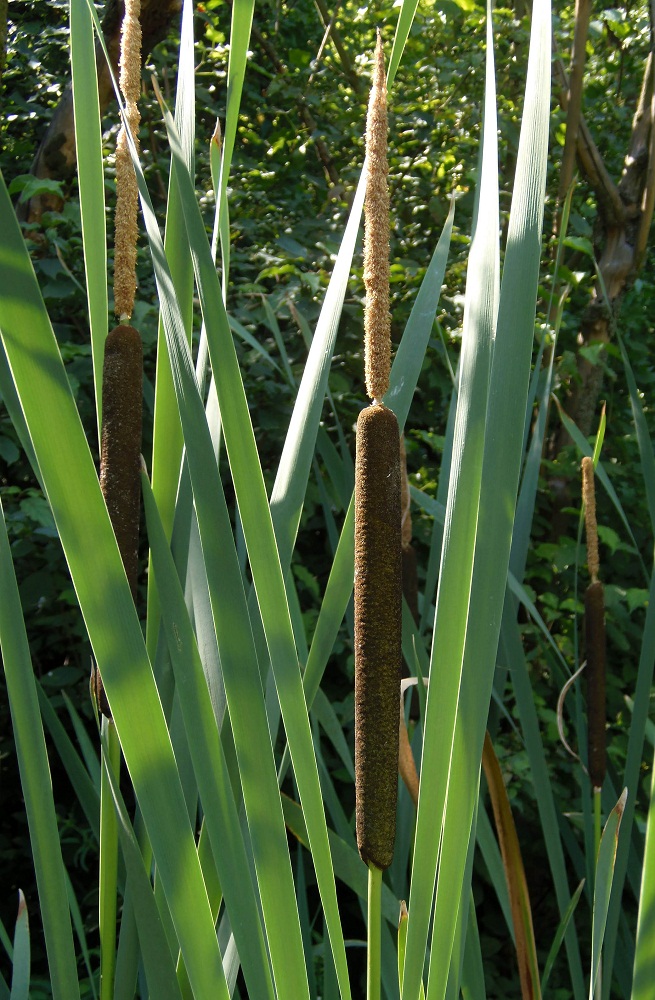 Image of Typha latifolia specimen.