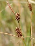 Carex extensa