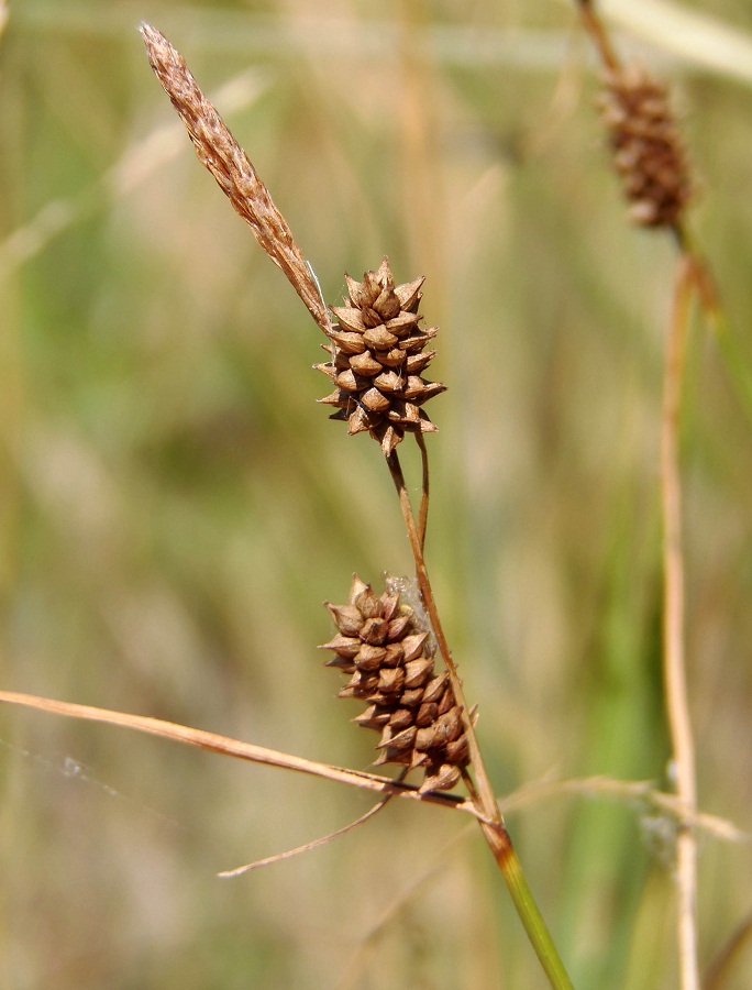 Изображение особи Carex extensa.