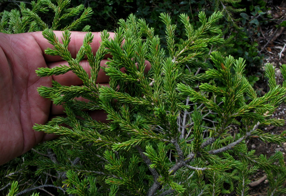 Изображение особи Picea obovata.