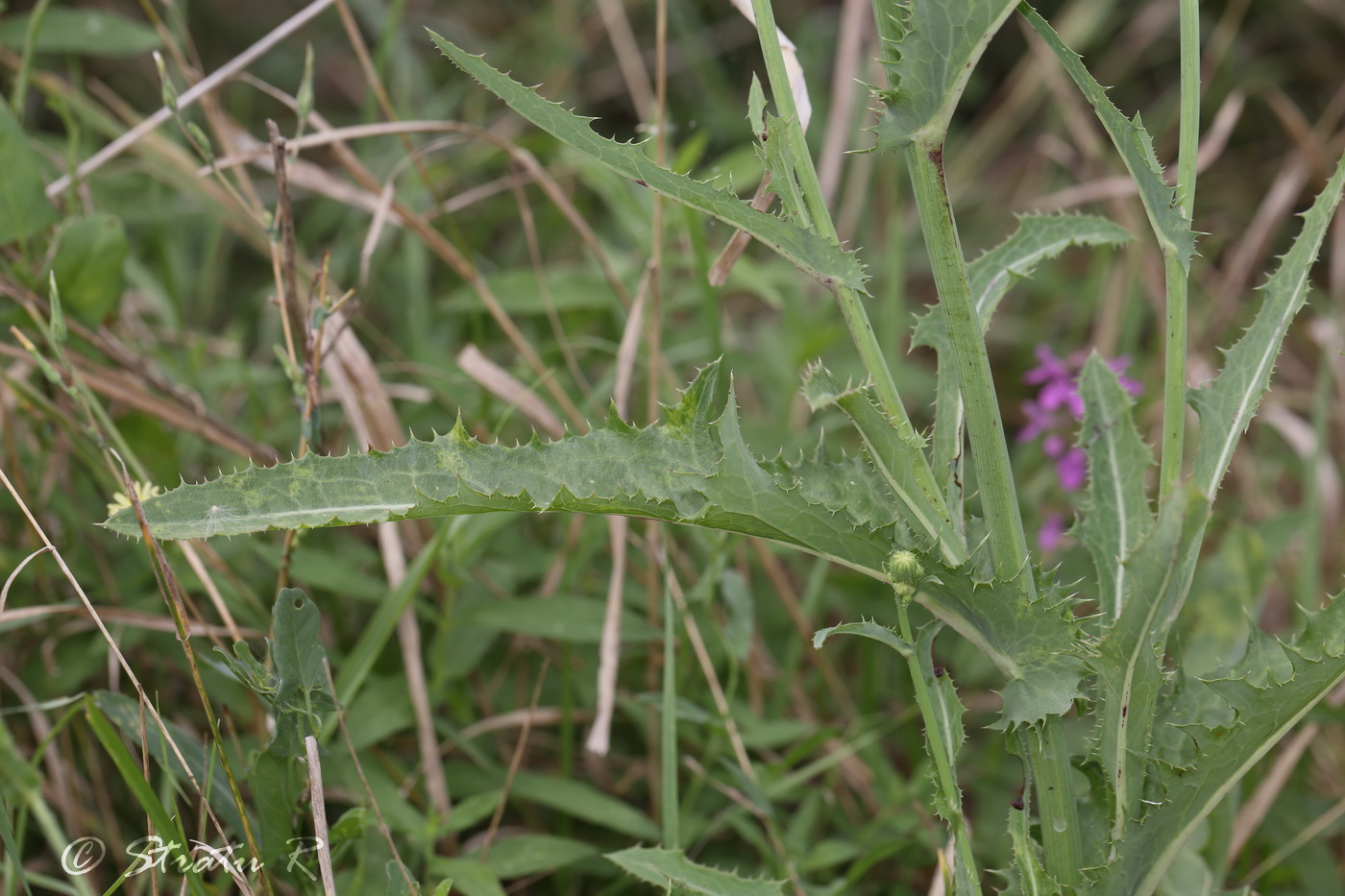 Изображение особи Sonchus arvensis.