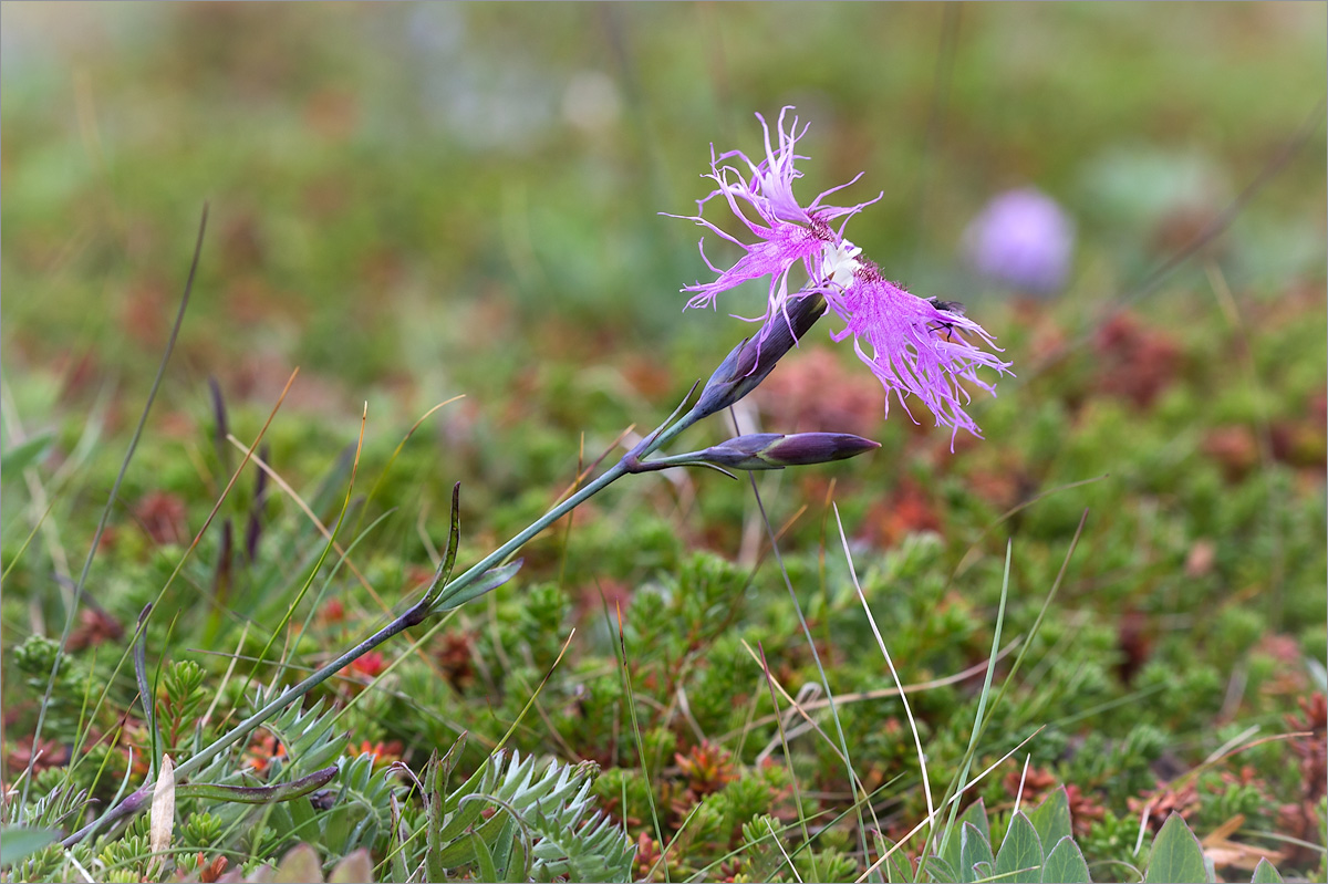 Image of Dianthus superbus ssp. norvegicus specimen.