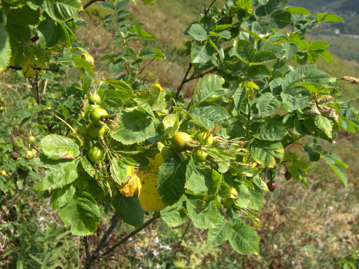 Image of Rosa arensii specimen.