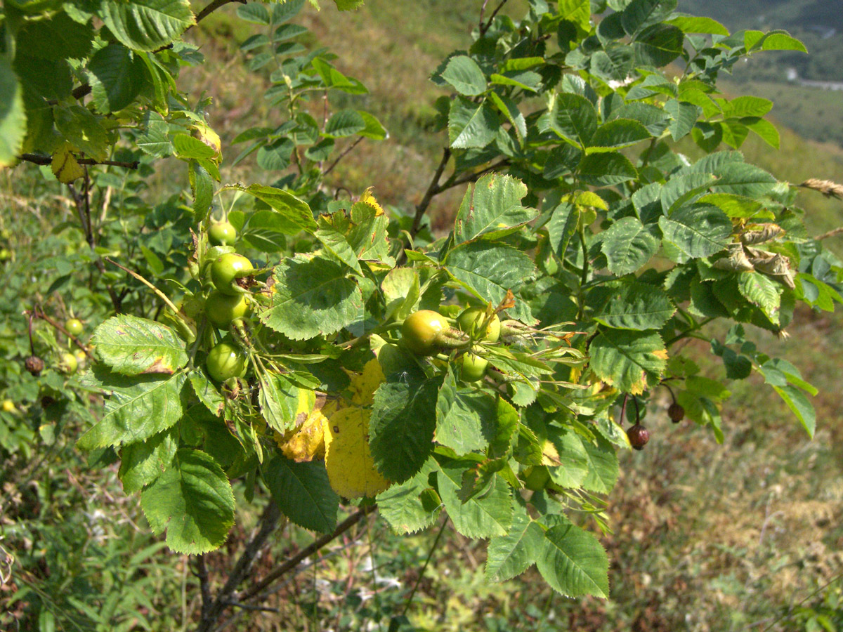 Image of Rosa arensii specimen.