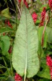 Bistorta amplexicaulis. Лист (нижняя сторона). Германия, г. Крефельд, Ботанический сад. 06.09.2014.