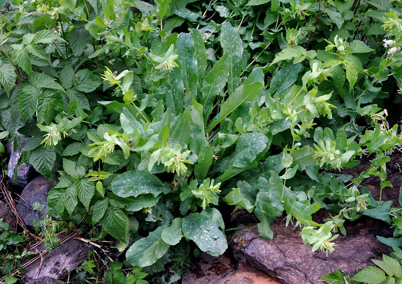 Image of Cerinthe glabra ssp. caucasica specimen.