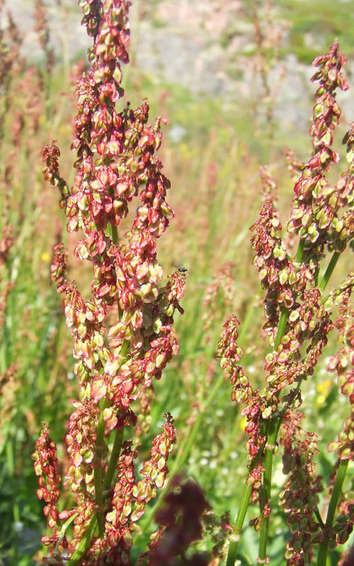 Image of Rumex thyrsiflorus specimen.