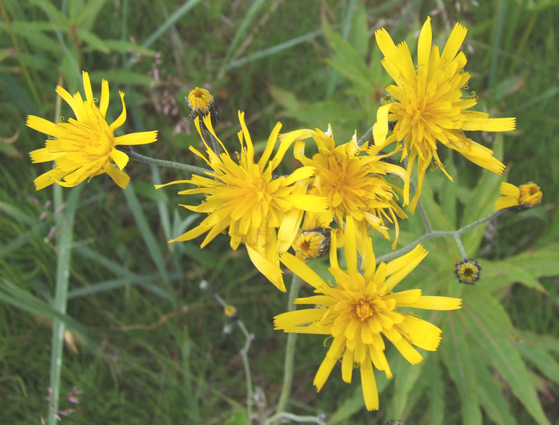 Image of genus Hieracium specimen.