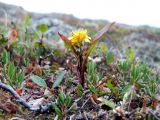 Solidago virgaurea subspecies lapponica. Карликовое цветущее растение. Кольский полуостров, Восточный Мурман, пос. Дальние Зеленецы, Аварийный мыс. 19.08.2009.