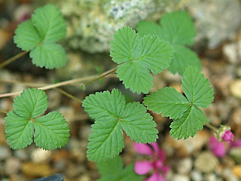 Image of Rubus arcticus specimen.