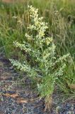 Artemisia sieversiana. Цветущее растение. Юг Красноярского края, окр. г. Минусинск. Август 2009 г.