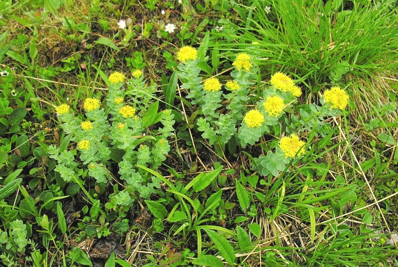 Image of Rhodiola rosea specimen.