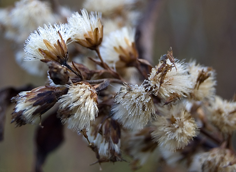 Image of Solidago virgaurea specimen.