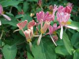 Смотреть изображение Lonicera tatarica