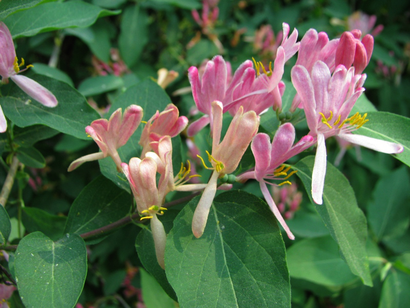 Изображение особи Lonicera tatarica.