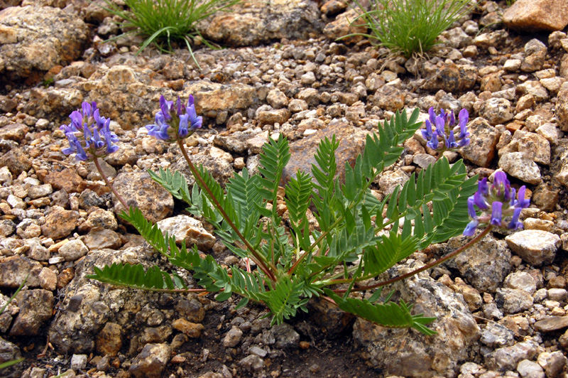 Image of Oxytropis altaica specimen.