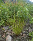 View full-size image Juncus conglomeratus
