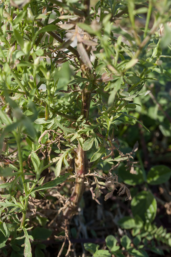 Image of Centaurea deusta specimen.