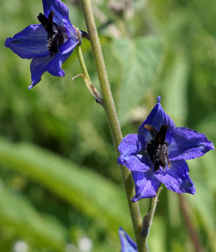 Image of genus Delphinium specimen.