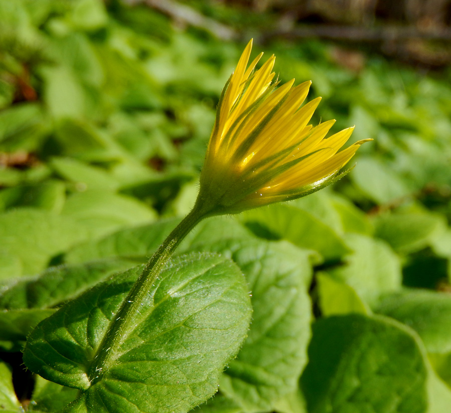 Изображение особи Doronicum orientale.