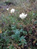 Filipendula ulmaria