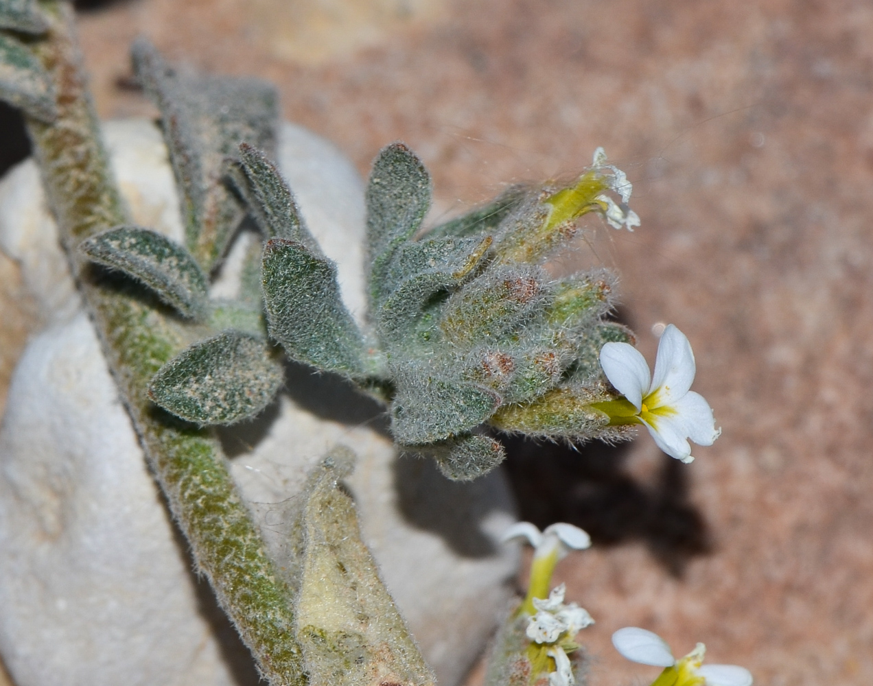 Image of Morettia canescens specimen.