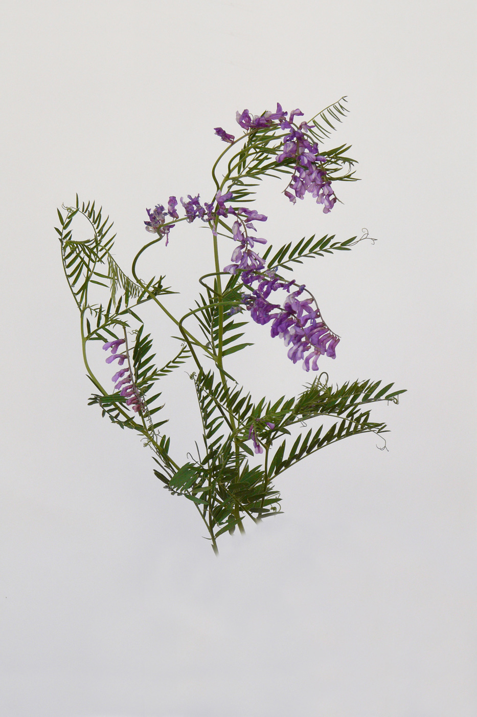 Image of Vicia cracca specimen.