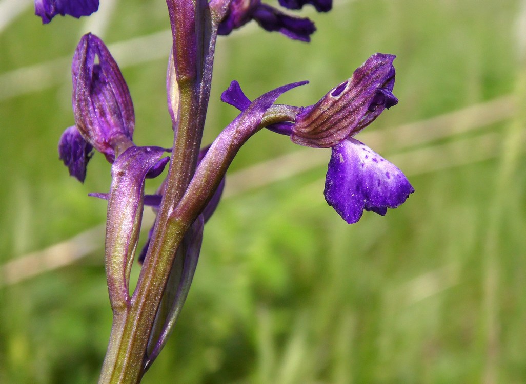 Image of Anacamptis morio ssp. caucasica specimen.