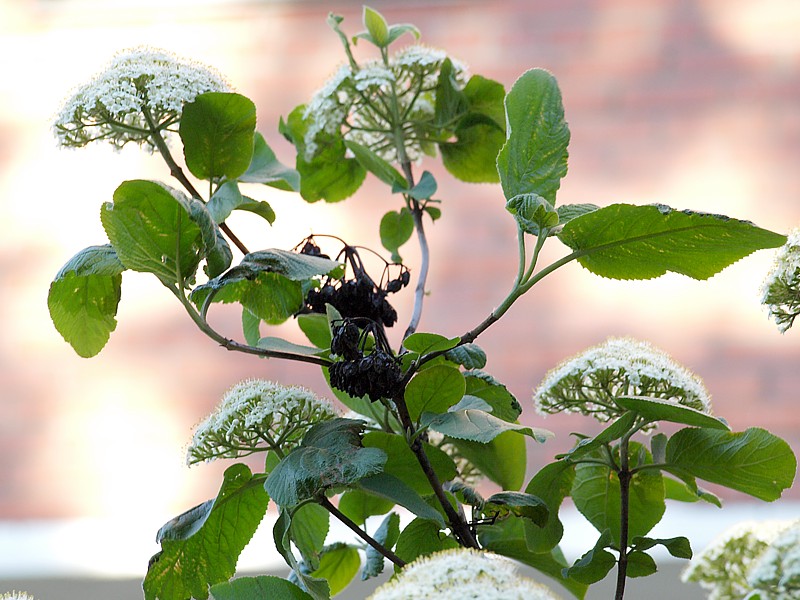 Изображение особи Viburnum lantana.