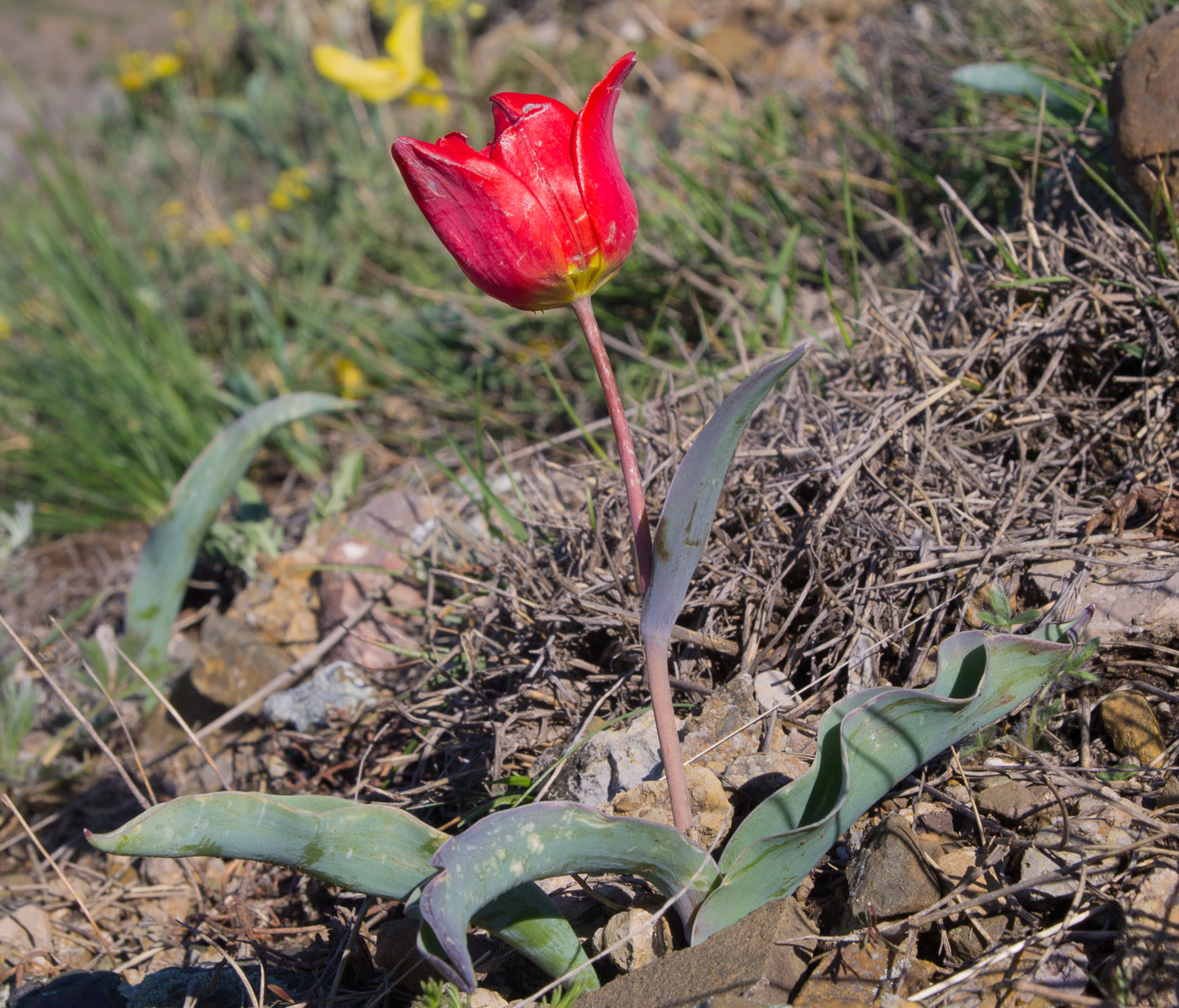 Image of Tulipa suaveolens specimen.