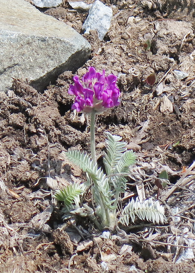 Изображение особи род Oxytropis.