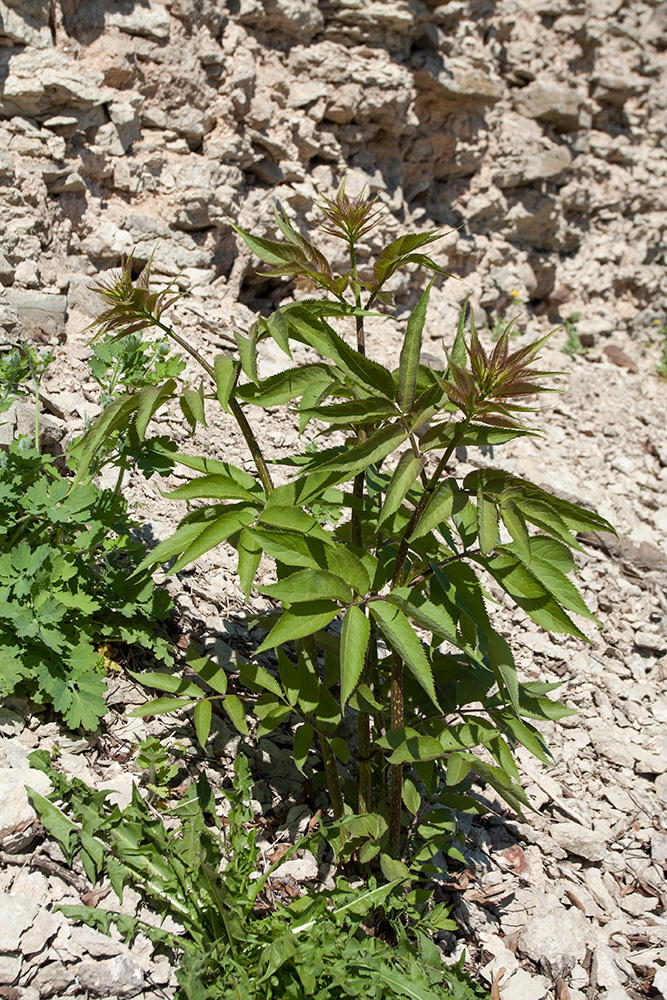 Image of Sambucus racemosa specimen.