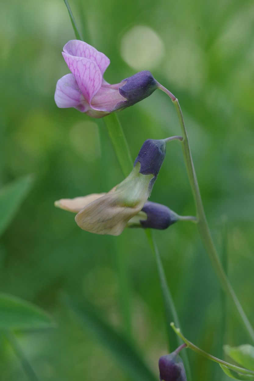 Image of Lathyrus linifolius specimen.