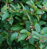 Cotoneaster lucidus