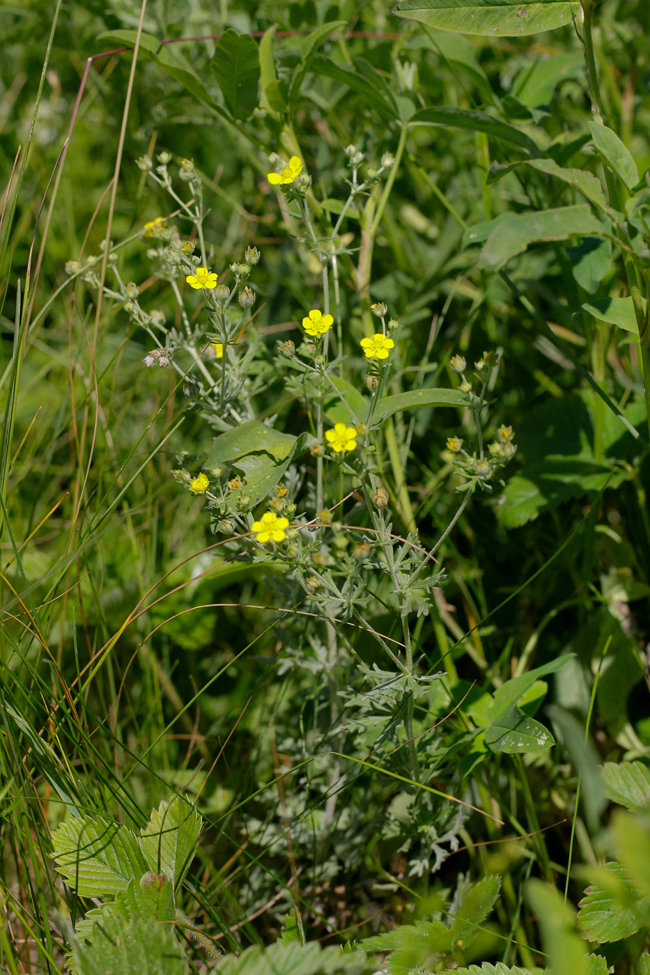 Image of Potentilla argentea specimen.