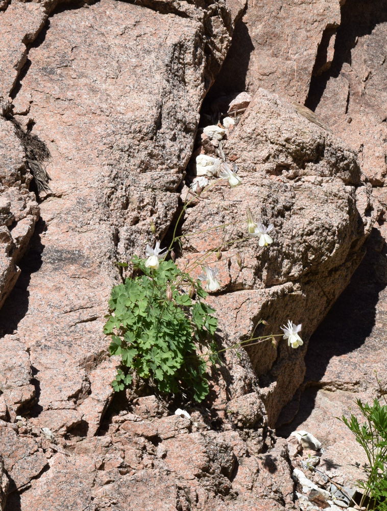 Image of Aquilegia tianschanica specimen.